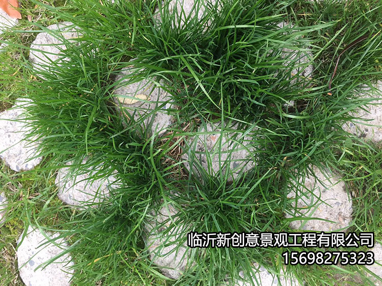 东营植草地坪有什么特点?