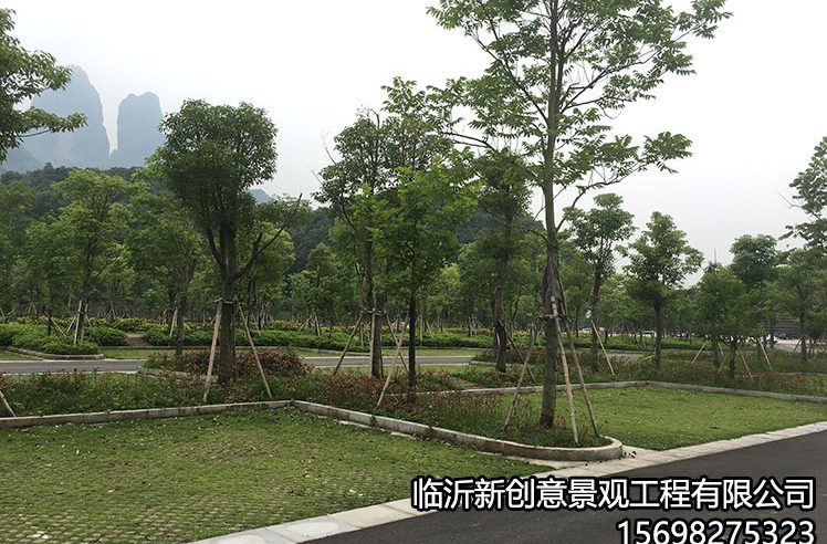 植草61